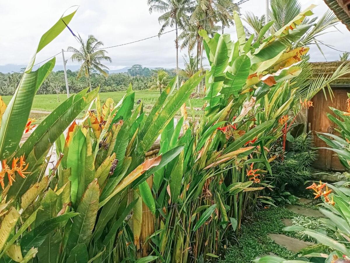 Nyoman Sandat House 1 Ubud Exteriör bild